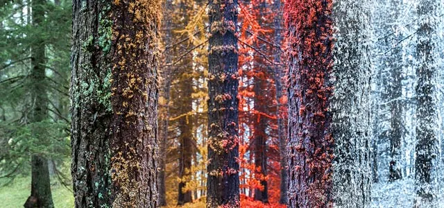 forest trees transitioning through the seasons